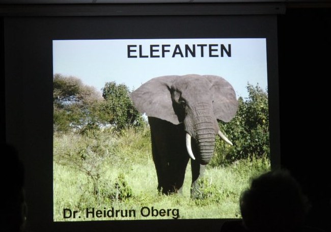 Vortrag Elefanten