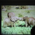 Vortrag Elefanten