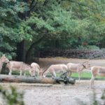 Sonntagsführung Oktober 2013