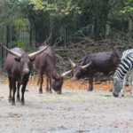 Watussirinder und Zebras