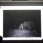 Vortrag – Wildschweinen auf der Spur