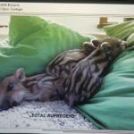 Vortrag – Wildschweinen auf der Spur