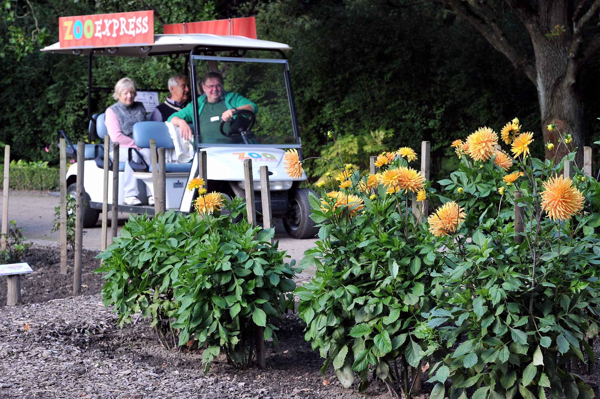 Mit dem ZooExpress vom Zooverein entspannt durch den Rostocker Zoo.