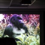 Vortrag "Die letzten Berggorillas"