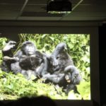 Vortrag "Die letzten Berggorillas"