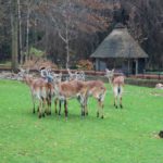 Sonntagsführung November 2015 - Tieraffen