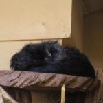 Binturong