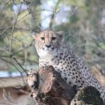 Gepard