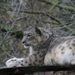 Schneeleopard - Sonntagsführung November 2016 - Raubkatzen