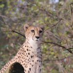Gepard