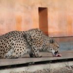 Gepard