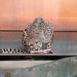 Gepard