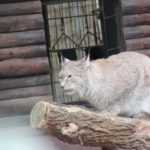 Europäischer Luchs