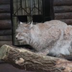 Europäischer Luchs