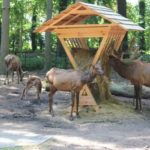 Arbeitseinsatz beim neubau der Wapiti-Anlage