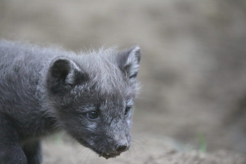 Neuigkeiten Aus Dem Zoo Juli 2017 Rostocker Zooverein