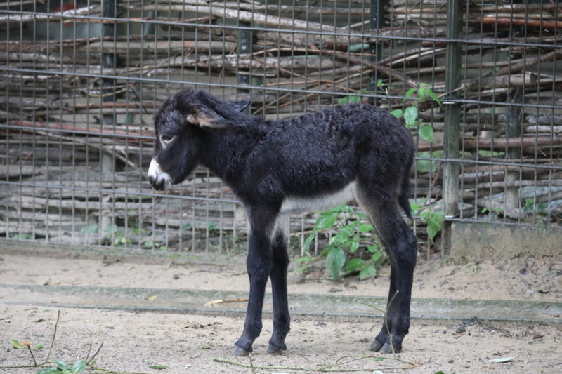 Neuigkeiten Aus Dem Zoo Juli 2017 Rostocker Zooverein