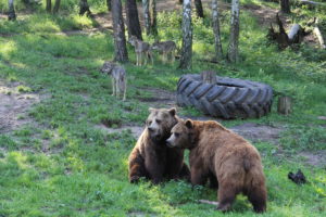 Raubtier-WG Braunbären Fred und Frode mit den Wölfen