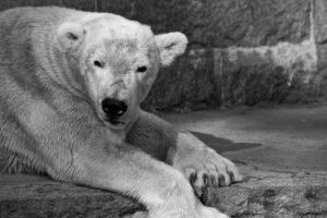 Eisbärendame Vienna (Zoo Rostock)