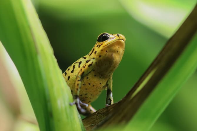 Siegerfoto Wettbewerb 2017 von Dittmar Brandt: Kleiner Erdbeerfrosch aus dem DARWINEUM ganz groß