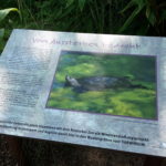 Artenschutzprojekt - Europäische Sumpfschildkröte"
