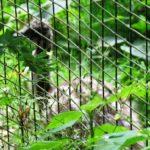 Emu-Kücken Zoo Rostock