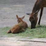 Wapiti Zoo Rostock