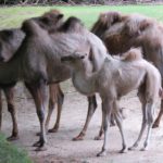 Trampeltiere - Zoo Rostock