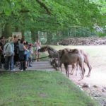 Sonntagsführung Fütterung Trampeltiere Zoo Rostock