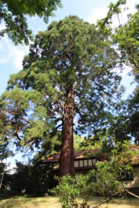 Mammutbaum am Eingang Trotzenburg