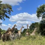 Giraffen in Afrika