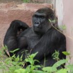 Flachlandgorilla