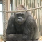 Flachland-Gorilla