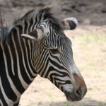 Grevy-Zebra