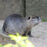 Nutria