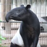 Schabrackentapir