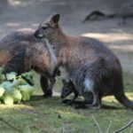 Bennetkänguru