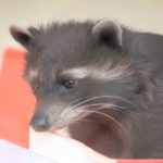 Waschbär Luigi