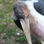 Marabu