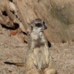 Erdmännchen