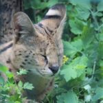 Serval