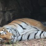 Sibirischer Tiger