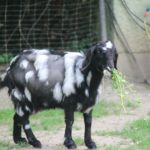 Owamboziege