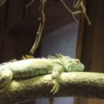 Grüner Leguan