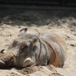 Warzenschwein