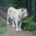 Weißer Tiger