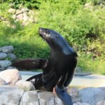 Südafrikanischer Seebär