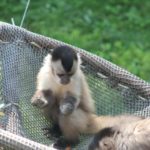 Sonntagsführung Juli 2014 - Tierkinder