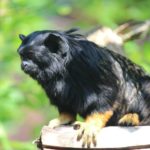 Rothandtamarin