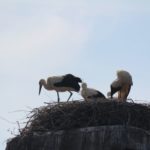 Weißstorch